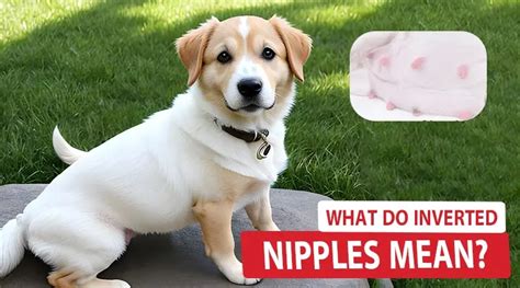 inverted dog nipple